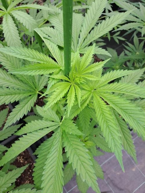 Clementine Slush. Week 6 - DAY49 Plant #3