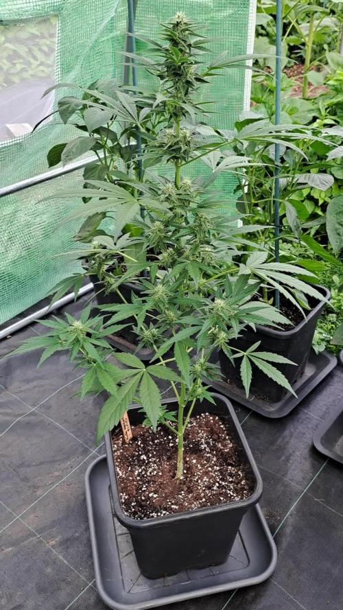 Mikromachine Auto