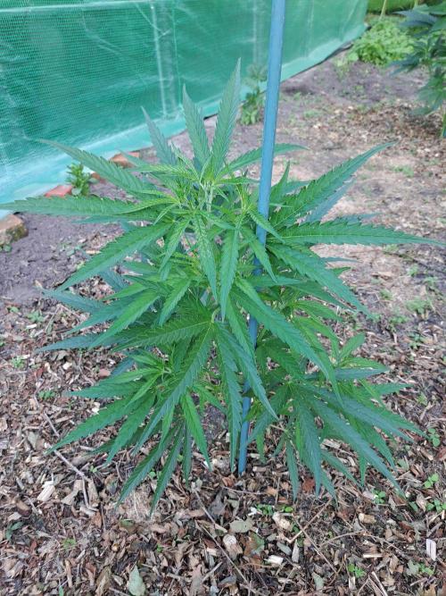OUT Biscotti#7 CLONE. Week 7 - DAY48 Plant #2