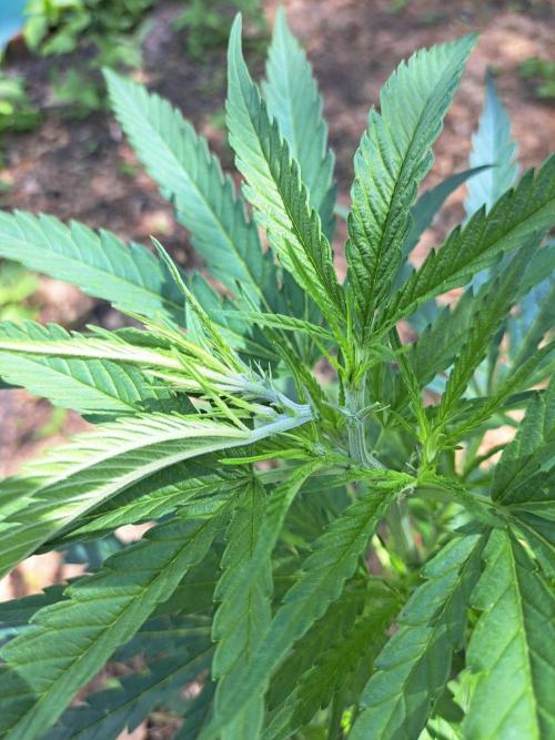 OUT Biscotti#7 CLONE. Week 7 - DAY45 Topping the plants