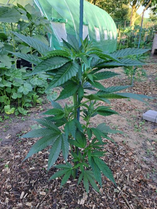 OUT Cookies Gelato CLONE. Week 7 - DAY48 Plant #1