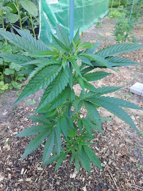OUT Cookies Gelato CLONE. Week 7 - DAY48 Plant #1