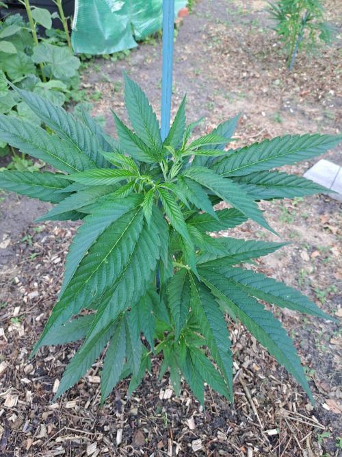 OUT Cookies Gelato CLONE. Week 7 - DAY48 Plant #1