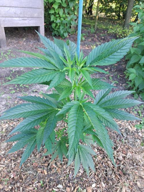 OUT Cookies Gelato CLONE. Week 7 - DAY48 Plant #2