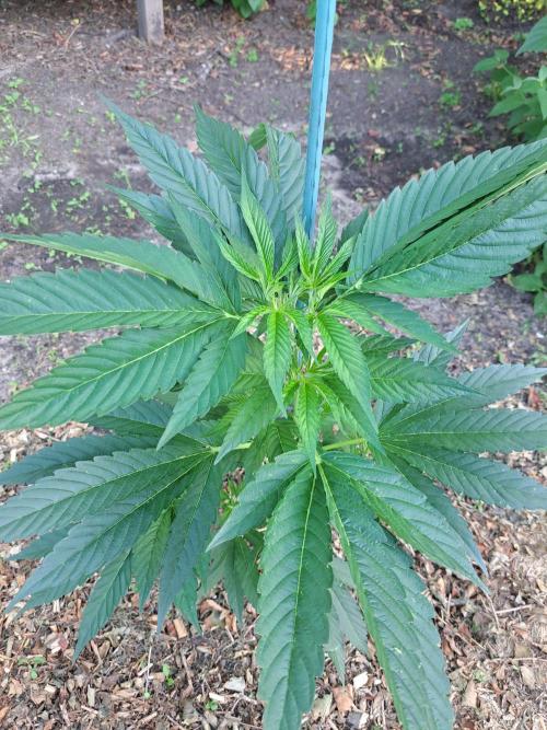 OUT Cookies Gelato CLONE. Week 7 - DAY48 Plant #2