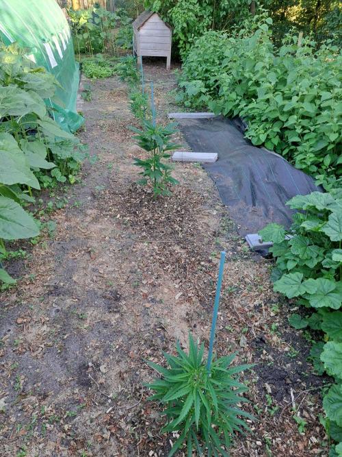 Biscotti. Week 7