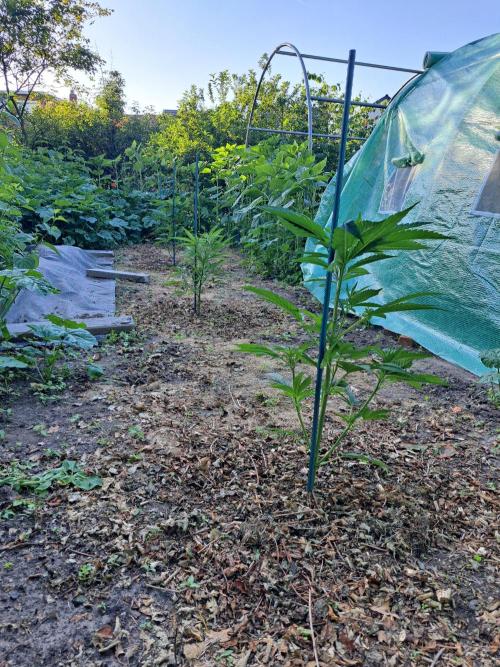 Biscotti. Week 7