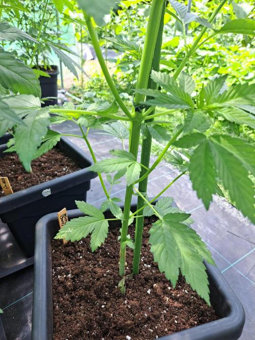 Zoap Rosé. Week 7 - DAY51 Before removing the lower branches