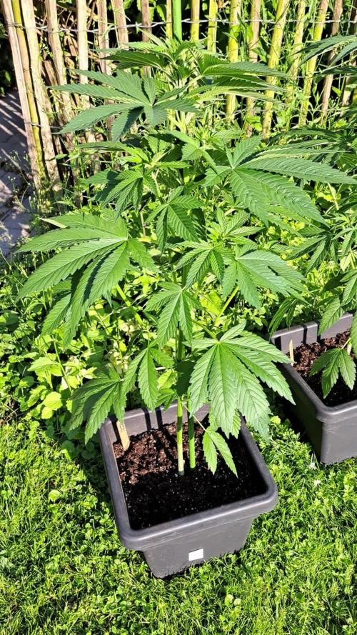 Zoap RosĂŠ
