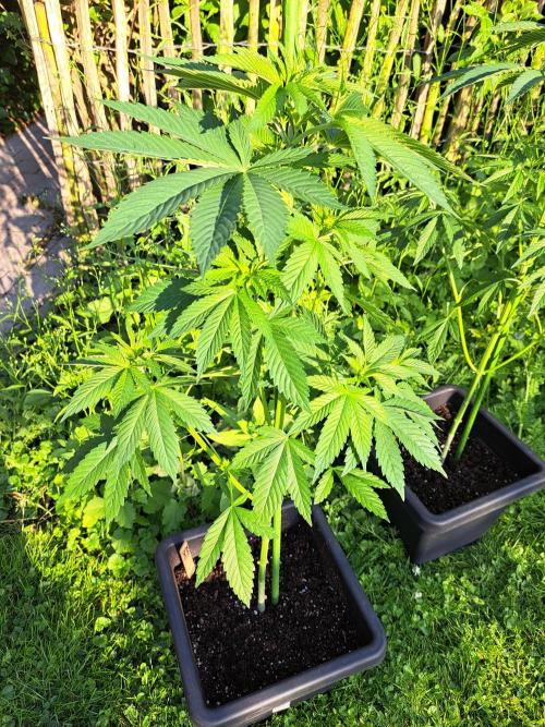 Zoap Rosé. Week 7 - DAY54 After defoliation (at sunset)