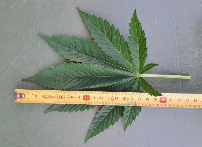 Zoap Rosé. Week 7 - DAY54 Biggest fan leaf