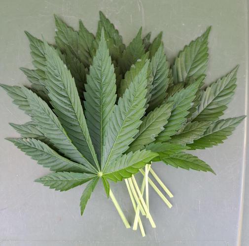 Zoap Rose. Week 7
