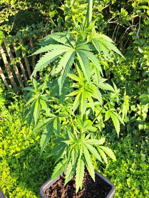 Clementine Slush. Week 7 - DAY54 Plant #1 After defoliation (at sunset)