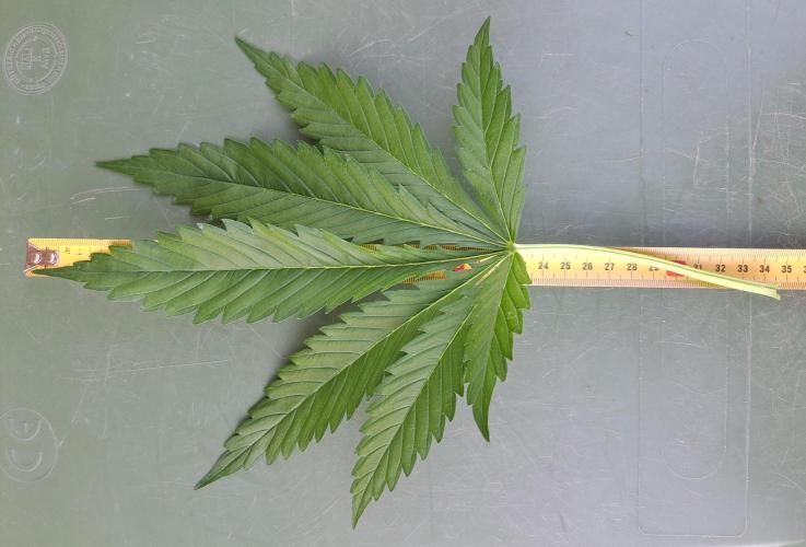 Clementine Slush. Week 7 - DAY54 Biggest fan leaf