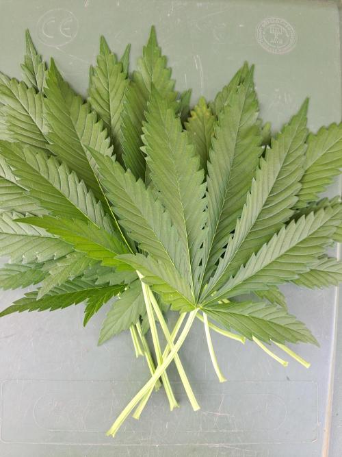 Clementine Slush. Week 7 - DAY54 Removed fan leaves from one plant