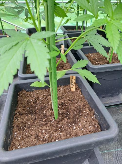 Clementine Slush. Week 7 - DAY51 Before removing the lower branches