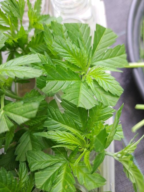 Clementine Slush. Week 7 - DAY51 Cuttings
