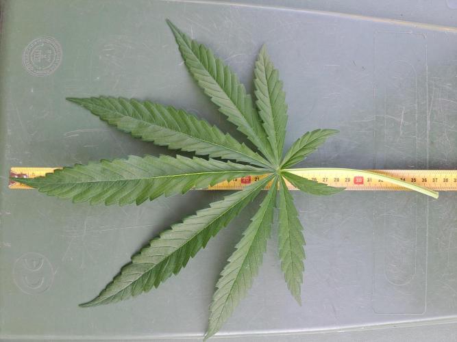 Amnesia Haze Go Fast. Week 7 - DAY54 Biggest fan leaf