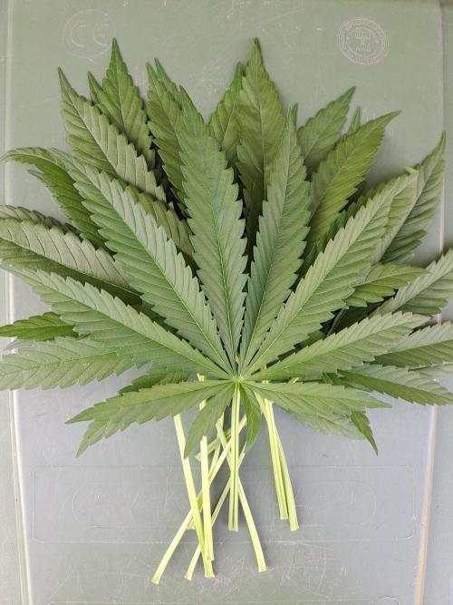Amnesia Haze Go Fast. Week 7 - DAY54 Removed fan leaves from one plant