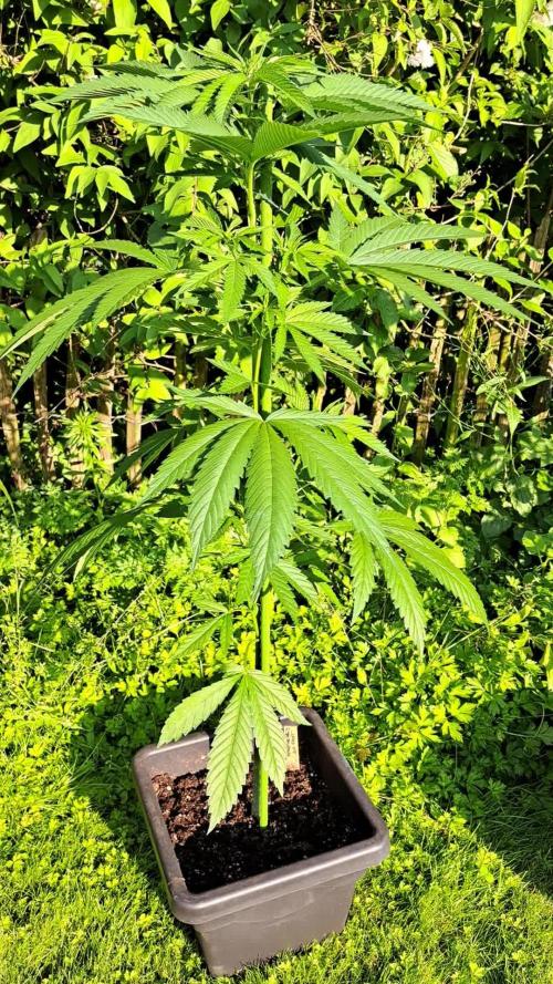 Amnesia Haze Go Fast