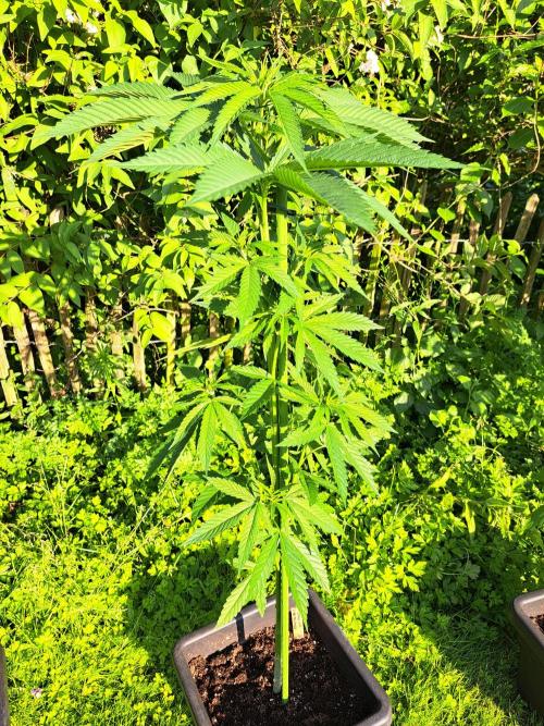 Amnesia Haze Go Fast. Week 7 - DAY54 Plant #1 After defoliation (at sunset)