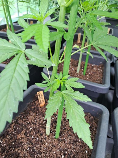 Amnesia Haze Go Fast. Week 7 - DAY51 Before removing the lower branches