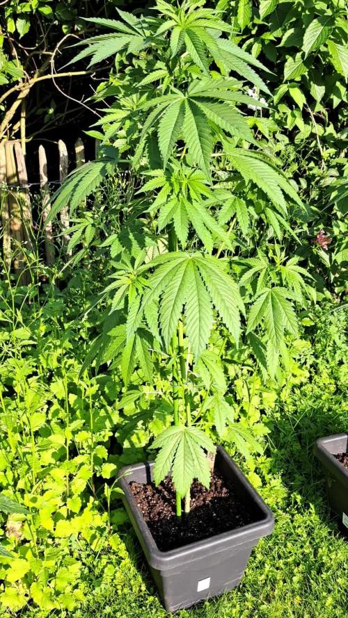 Sour Papaya
