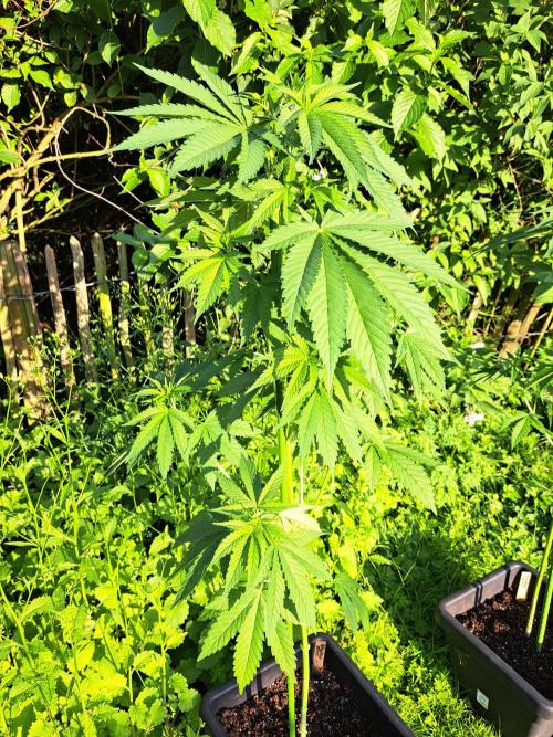 Sour Papaya. Week 7 - DAY54 Plant #1 After defoliation (at sunset)