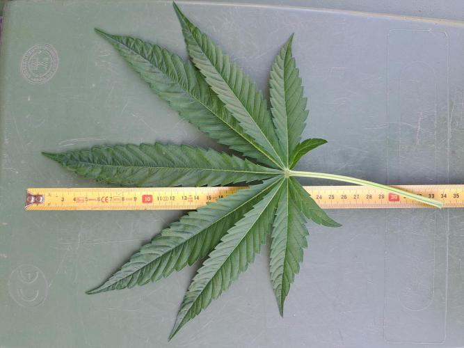 Sour Papaya. Week 7 - DAY54 Biggest fan leaf