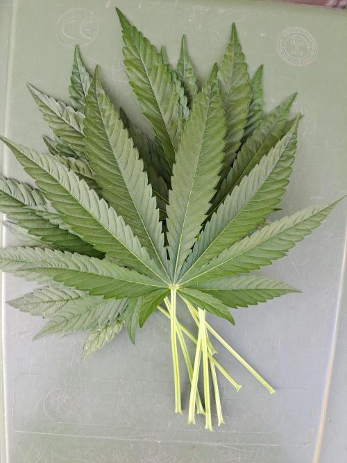Sour Papaya. Week 7 - DAY54 Removed fan leaves from one plant