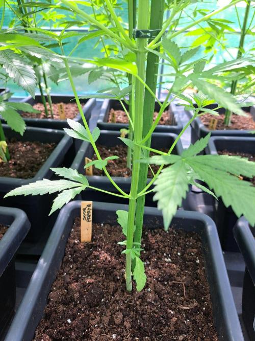 Sour Papaya. Week 7 - DAY51 Before removing the lower branches