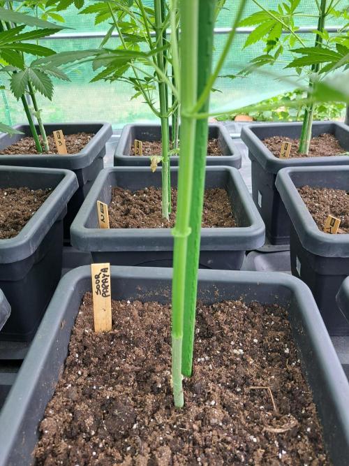 Sour Papaya. Week 7 - DAY51 After removing the lower branches