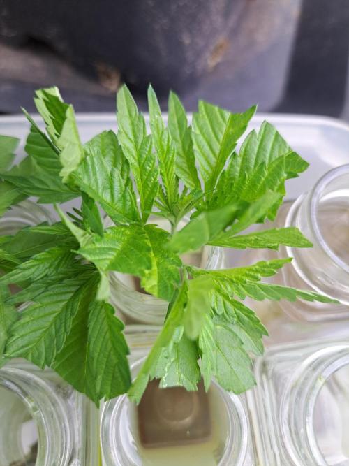 Sour Papaya. Week 7 - DAY51 Cuttings