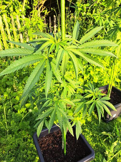 Permant Marker X Georgia Pie. Week 7 - Plant #2 Before defoliation (at sunset)