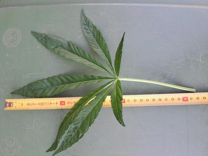 Permant Marker X Georgia Pie. Week 7 - DAY54 Biggest fan leaf