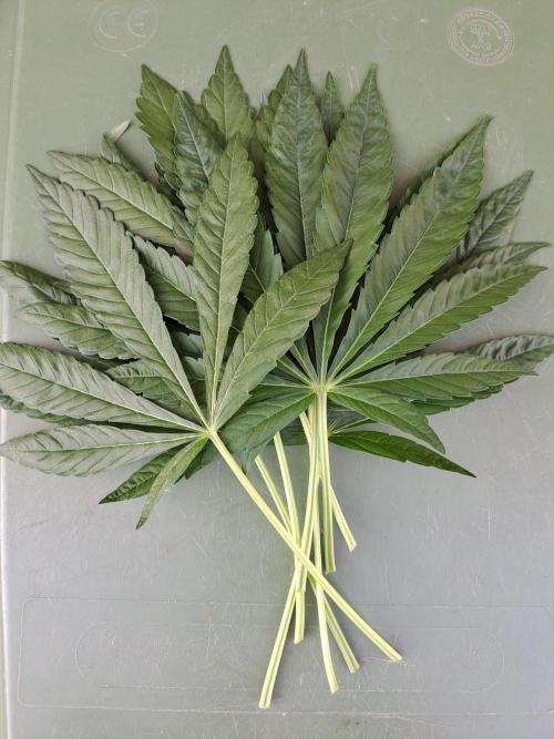 Permant Marker X Georgia Pie. Week 7 - DAY54 Removed fan leaves from one plant