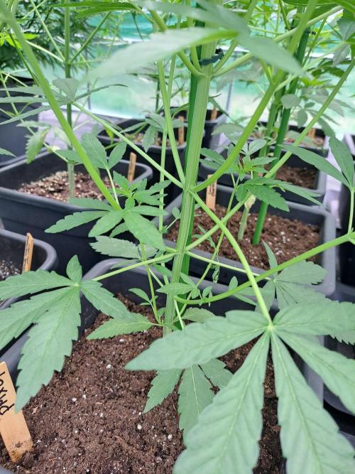 Permant Marker X Georgia Pie. Week 7 - DAY51 Before removing the lower branches
