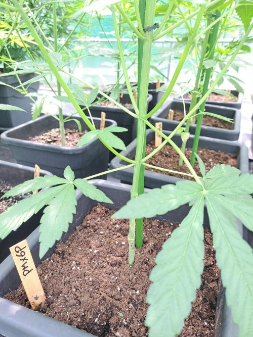 Permant Marker X Georgia Pie. Week 7 - DAY51 After removing the lower branches