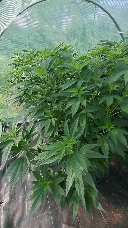 Biscotti#7 Zamnesia CLONE