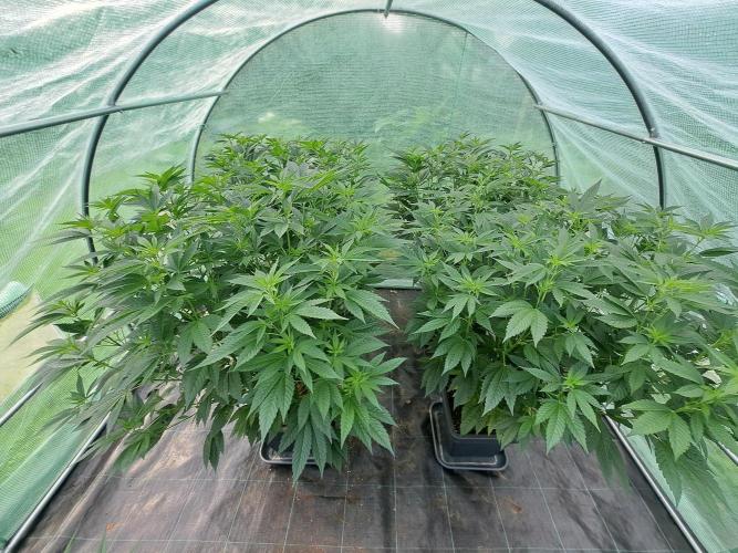 GH Cookies Gelato CLONE. Week 17 - DAY126
