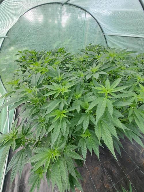 GH Cookies Gelato CLONE. Week 17 - DAY126