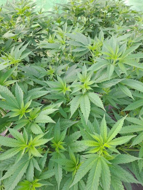 GH Cookies Gelato CLONE. Week 17 - DAY126