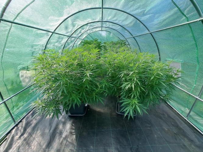 Biscotti#7 Zamnesia CLONE. Week 18 - DAY131
