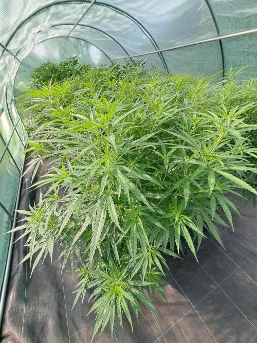 Biscotti#7 Zamnesia CLONE. Week 18 - DAY131