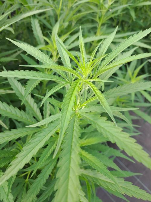 Biscotti#7 Zamnesia CLONE. Week 18 - DAY131