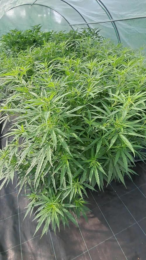 Biscotti#7 Zamnesia CLONE