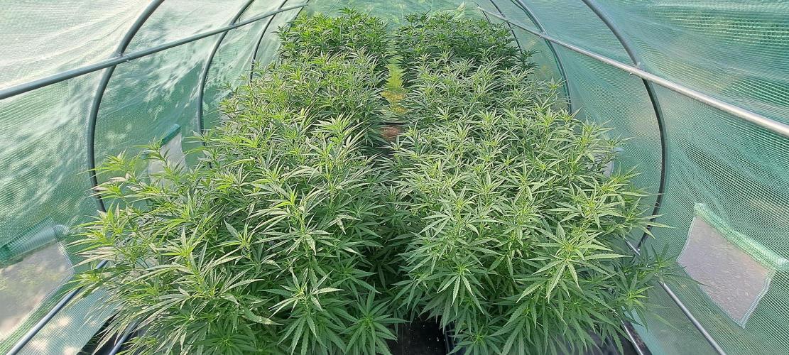 Biscotti#7 Zamnesia CLONE. Week 19 - DAY137
