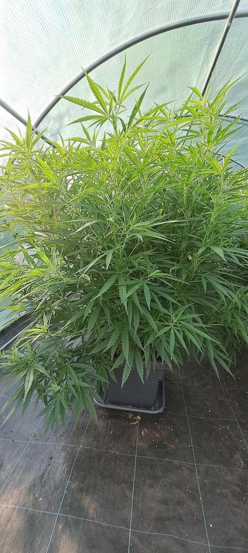 Biscotti#7 Zamnesia CLONE. Week 19 - DAY137