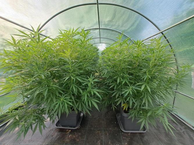 Biscotti#7 Zamnesia CLONE. Week 19 - DAY137