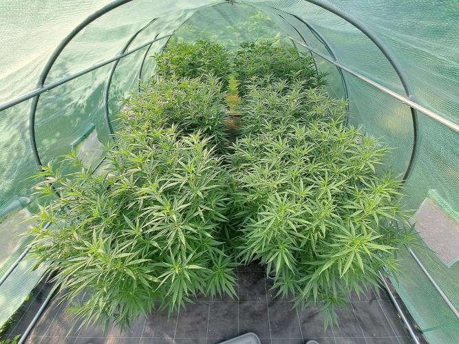 Biscotti#7 Zamnesia CLONE. Week 19 - DAY137